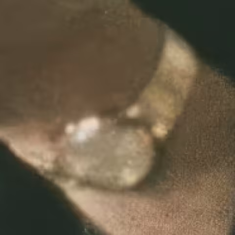 Timex Marlin close-up