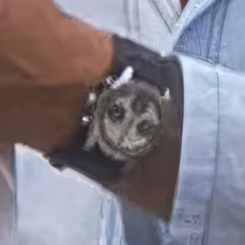 Rolex Cosmograph Daytona close-up
